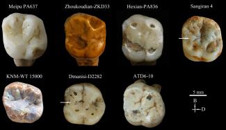 Comparación del primer molar superior de Meipu con otros fósiles de África, Asia y Europa/X. Sing et al