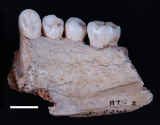 Mandible AT-2 from Sima de los Huesos/M. Modesto