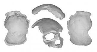 Cráneo de Florisbad/E. Bruner et al