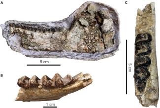 Hyraxes mandible/René Bobe et al