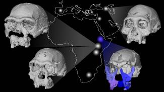 Reconstructed DAN5 cranium / Michael J. Rogers and Karen Baab