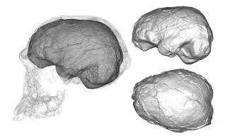 Reconstrucción digital de cráneo y cerebro de KNM-ER 1813 (Homo habilis)/Emiliano Bruner Reconstrucción digital de cráneo y cerebro de KNM-ER 1813 (Homo habilis)/Emiliano Bruner