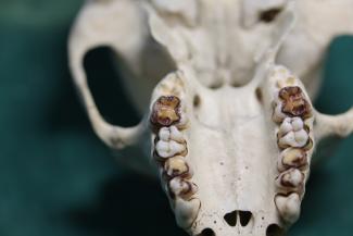 Japanese macaque skull of specimens curated at the Primate Research Institute, Kyoto University/Ian Towle