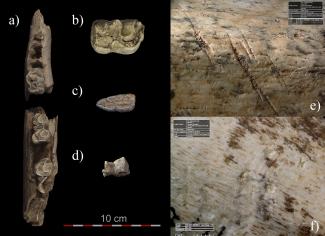 neanderthals hunting tools