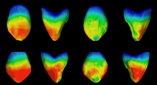 Teeth from the study/S. Blasco Moreno et al