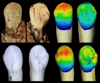 Dientes fósiles