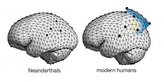 Cerebro neandertal y sapiens/Pereira et al