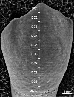 Perikymata/M. Modesto Mata et al Perikymata/M. Modesto Mata et al