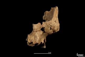 Fragmento (ATE7-1) izquierdo de la cara de un individuo asignado a Homo aff. erectus recuperado en el nivel TE7 de la Sima del Elefante (Sierra de Atapuerca, Burgos)/ Maria D. Guillén, IPHES-CERCA.