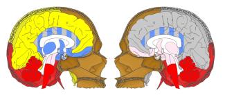 Foto Investigan las relaciones entre cráneo y cerebro con modelos de redes