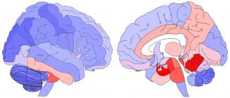 Mapas de centralidad de diferentes elementos cerebrales/Schuurman et a Mapas de centralidad de diferentes elementos cerebrales/Schuurman et al