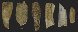 Algunos de los especímenes óseos muestreados seleccionados para el análisis paleoproteómico en Cova Eirós / 