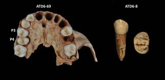 Three of the seven premolars belonging to Homo antecessor analyzed in this study/Laura Martín-Francés