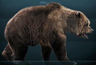 Reconstrucción del oso de las cavernas europeo (Ursus spelaeus)/Sergiodlarosa