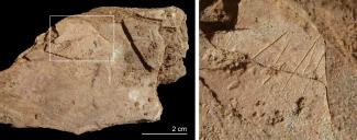 Teixoneres Cave could have been one of the last Neanderthal refuges in the Iberian Peninsula