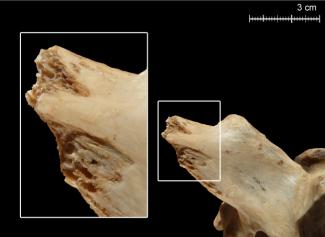 Wild carnivores are a key element to interpreting the past