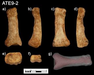 The human hand has hardly changed in the past million year