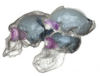 The evolution of the frontal lobes depends on the cranial geometry, and not only on cerebral changes