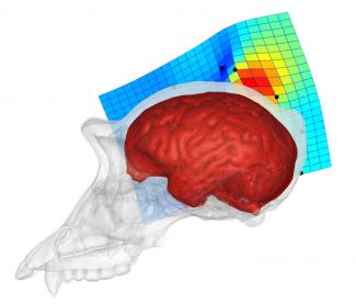 Primer estudio sobre la diferencia entre los lóbulos parietales de humanos y chimpancés