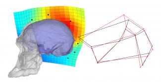 20 años de estudios sobre la evolución de la corteza parietal