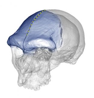 Un estudio describe por primera vez la geometría del hueso frontal en el género humano