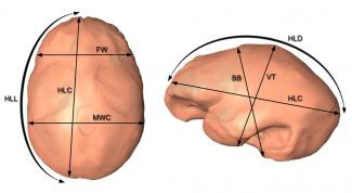 New study on the brain of Homo erectus