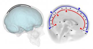 Nuevo estudio  sobre las relaciones espaciales entre cerebro y cráneo en los humanos modernos 