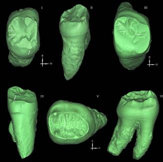 The mysterious Xujiayao hominin