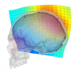 Functional Craniology and Brain Evolution: from Paleontology to Biomedicine