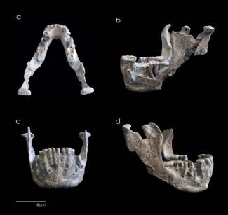 Un estudio de restos fósiles de Homo georgicus desvela su dieta y enfermedades