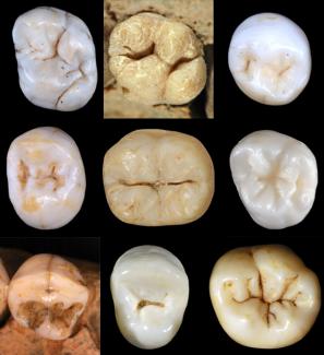 No known hominin is ancestor of Neanderthals and Sapiens