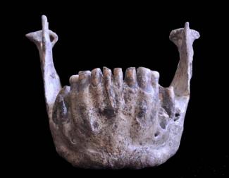 The variability of the Dmanisi Mandibles evidences the presence of several species