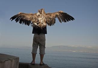 Aves para explorar el comportamiento humano 