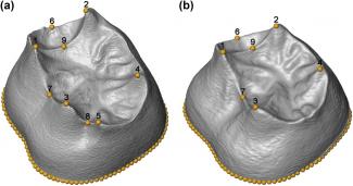 Primer estudio morfométrico en 3D de los molares de la Sima de los Huesos