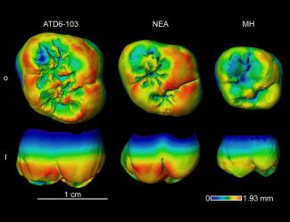 A study ratifies the resemblances of the dental tissue of Homo antecessor and Neanderthals