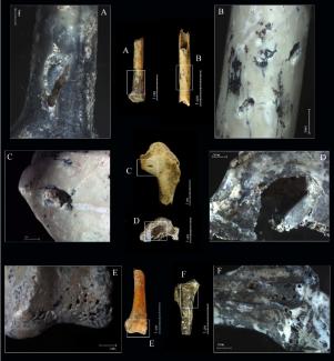 El CENIEH participa en el estudio tafonómico del yacimiento de la Grotte des Barasses II