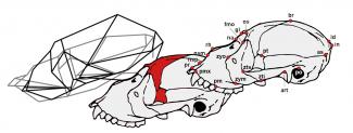 Un estudio con modelos geométricos analiza la peculiar anatomía craneal de los monos aulladores