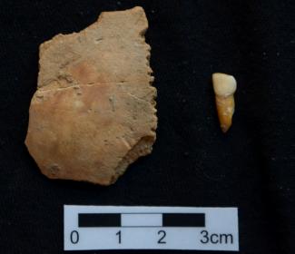 Neanderthal child tooth and parietal fragment discovered at Teixoneres Cave in Spain