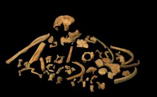 Primera datación directa de Homo antecessor