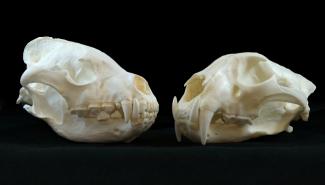 The absence of hominids in Atapuerca 600,000 years ago may be due to competition with other carnivores