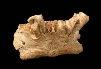 Recientes investigaciones plantean la posibilidad de la existencia de una nueva especie de homínidos en Atapuerca