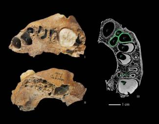 The mysterious Xujiayao hominin