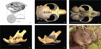 Oldest presence of the evole from Cabrera confirmed in Madrid, from 200,000 years ago