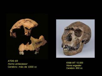 The modern human face dates back to a million year ago