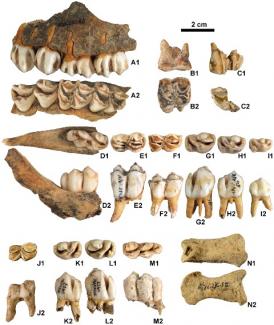 New evidence for the presence of reindeer on the Iberian Peninsula in the Pleistocene