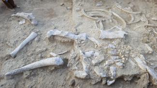 El CENIEH recibe cerca de cien mil euros para seguir investigando en Olduvai