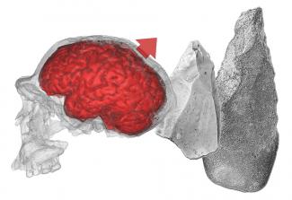 New work by Emiliano Bruner on cognitive archaeology and visuospatial capacities