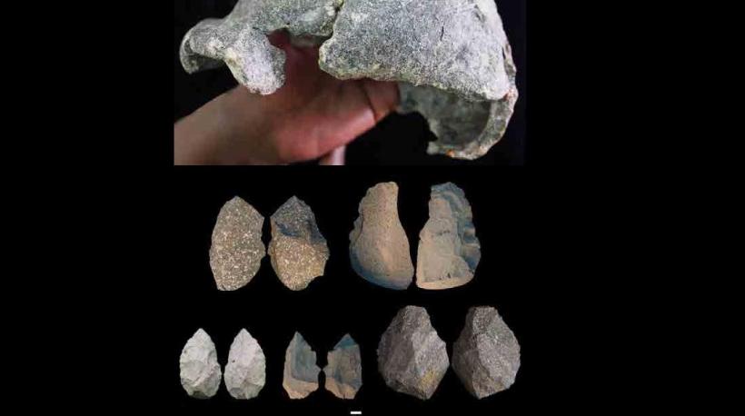 Cráneo Homo Erectus y herramientas de piedras achelenses descubiertas en Gona (Etiopía)